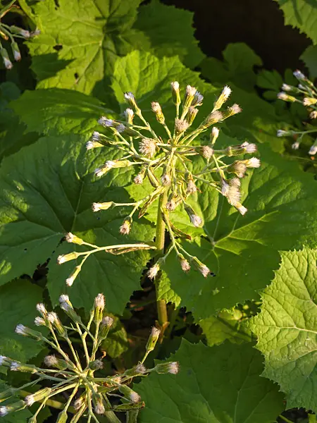 459033 - White butterbur (Petasites albus)