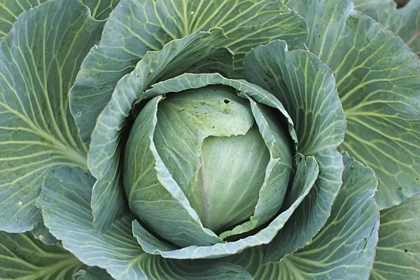 430233 - White cabbage (Brassica oleracea var. capitata f. alba)