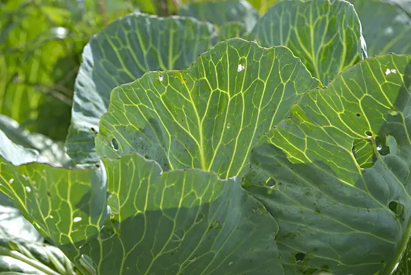 457042 - White cabbage (Brassica oleracea var. capitata f. alba)