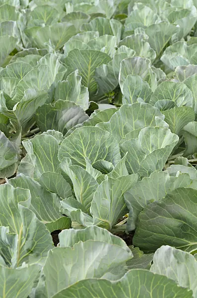 497070 - White cabbage (Brassica oleracea var. capitata f. alba 'Bloktor')