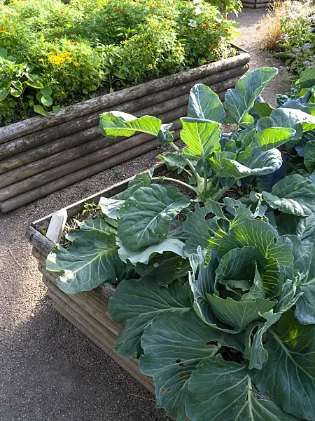 462051 - White cabbage (Brassica oleracea var. capitata f. alba) in a raised bed