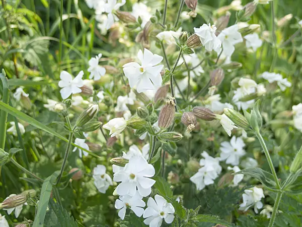 511061 - White campion (Silene latifolia)