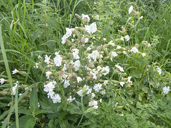 511062 - White campion (Silene latifolia)