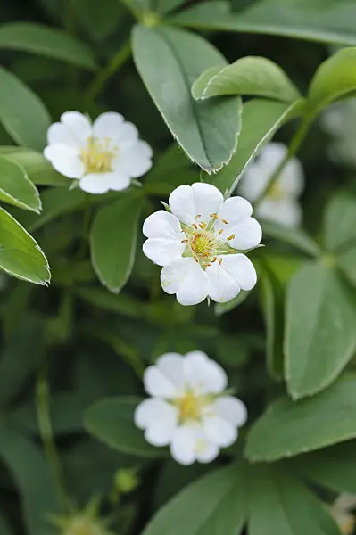 471336 - White cinquefoil (Potentilla alba)