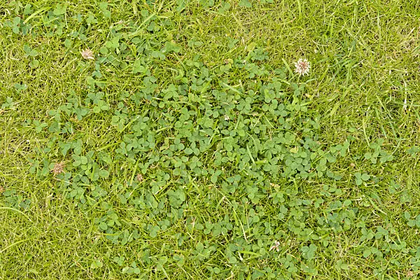 558277 - White clover (Trifolium repens)