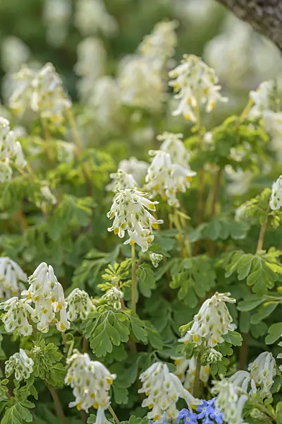 575071 - White corydalis (Pseudofumaria alba syn. Corydalis ochroleuca)