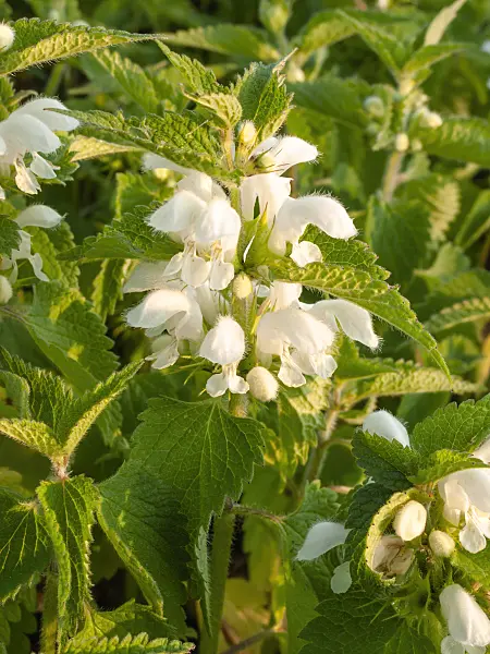 401284 - White dead nettle (Lamium album)