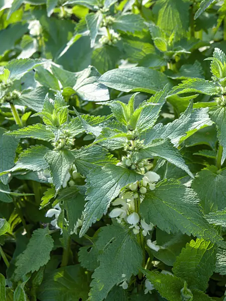 460045 - White dead nettle (Lamium album)