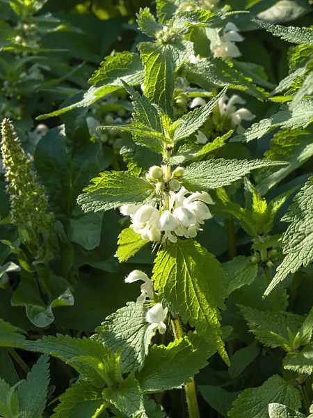 460046 - White dead nettle (Lamium album)