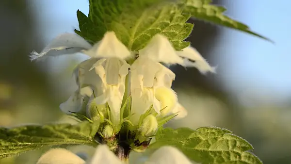 496045 - White dead nettle (Lamium album)