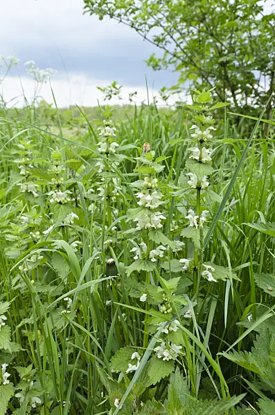 508036 - White dead nettle (Lamium album)