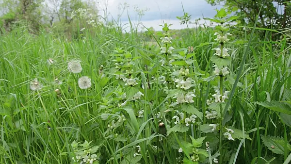 508044 - White dead nettle (Lamium album)