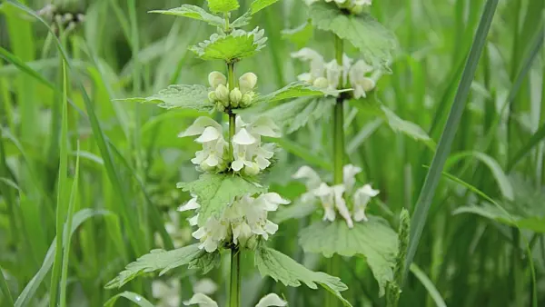508045 - White dead nettle (Lamium album)