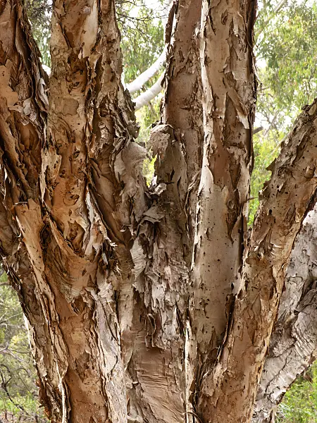 455334 - White feather honey myrtle (Melaleuca decora)