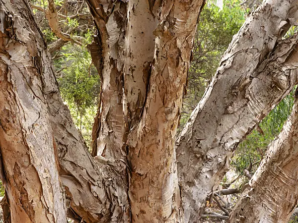 455335 - White feather honey myrtle (Melaleuca decora)