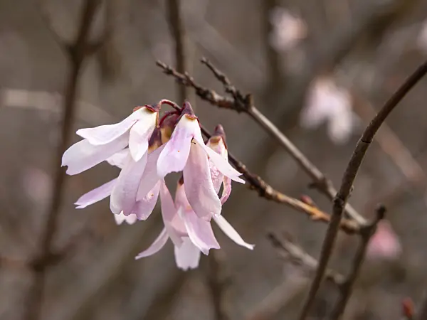 436218 - White forsythia (Abeliophyllum distichum)