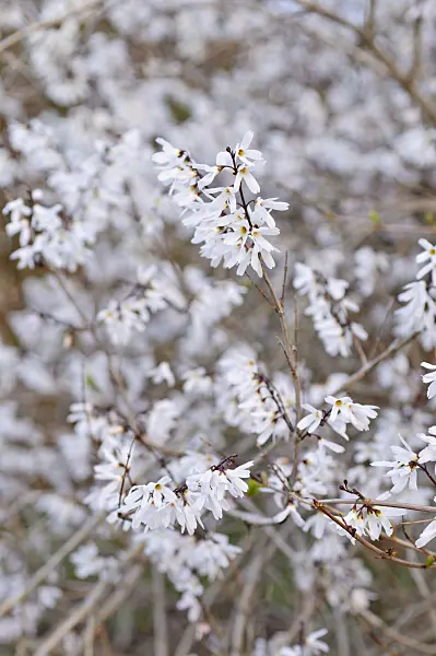483113 - White forsythia (Abeliophyllum distichum)