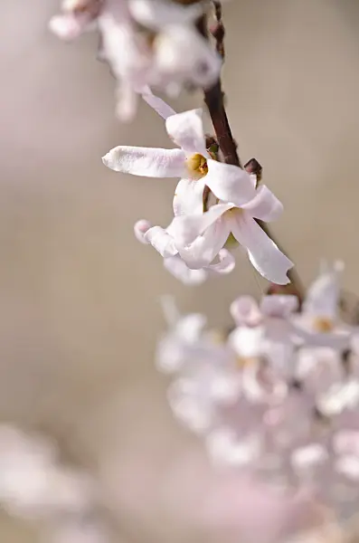 519053 - White forsythia (Abeliophyllum distichum)