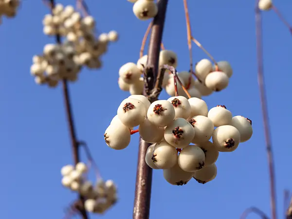 430094 - White-fruited rowan (Sorbus glabrescens)