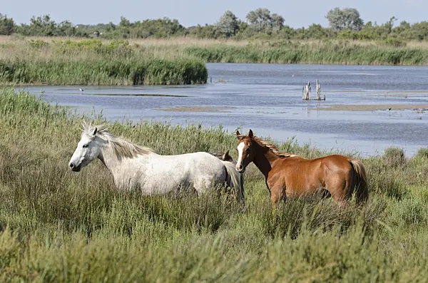 557263 - White horse with brown foal, Camargue, France