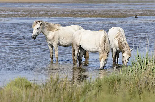 557264 - White horses, Camargue, France