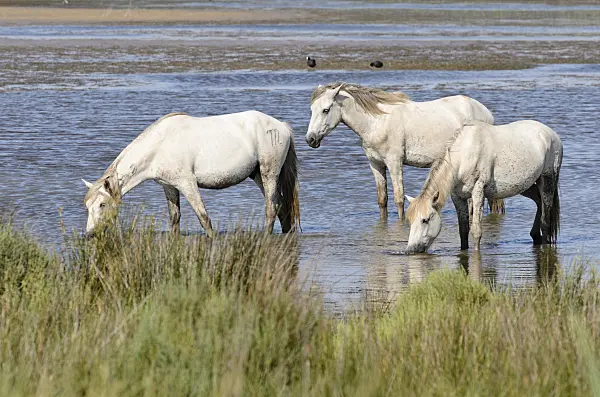 557265 - White horses, Camargue, France