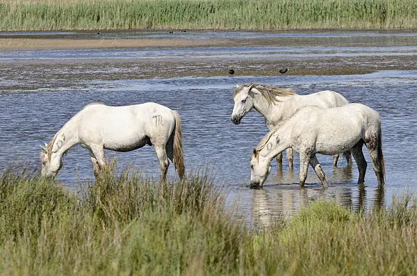 557266 - White horses, Camargue, France