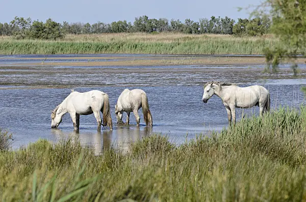 557267 - White horses, Camargue, France
