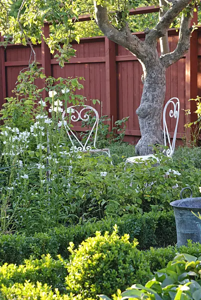 475274 - White iron garden chairs under an apple tree in front of a red wall