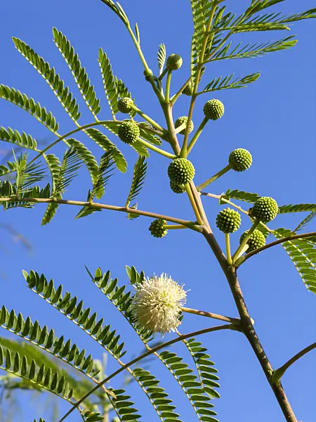 429004 - White leadtree (Leucaena leucocephala)