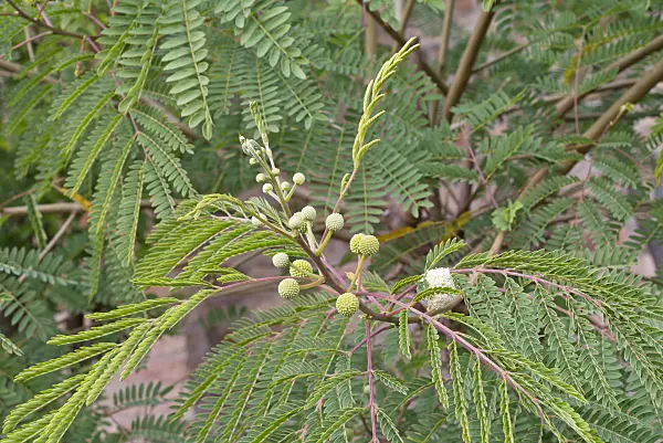 573100 - White leadtree (Leucaena leucocephala)