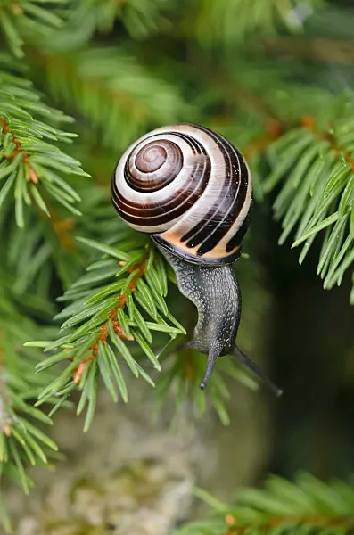 523089 - White-lipped snail (Cepaea hortensis)