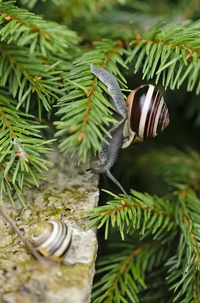 523090 - White-lipped snail (Cepaea hortensis)