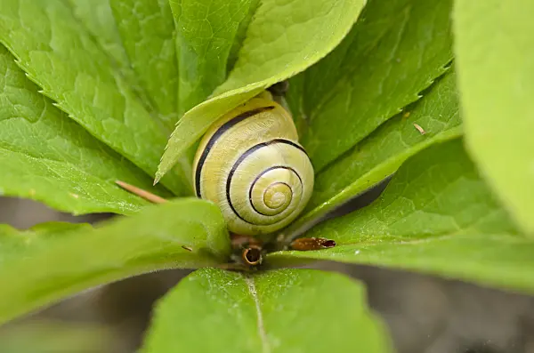 533003 - White-lipped snail (Cepaea hortensis) and hellebore (Helleborus)