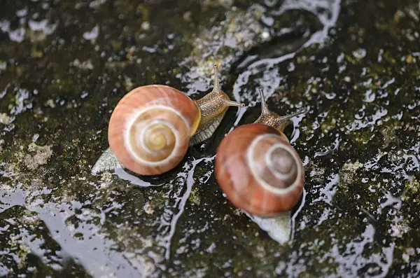 523087 - White-lipped snail (Cepaea hortensis) as a pair moving in the same direction