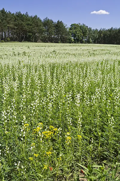 558290 - White lupin (Lupinus albus)
