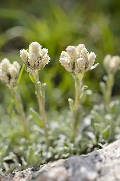 508367 - White-margined pussytoes (Antennaria marginata)