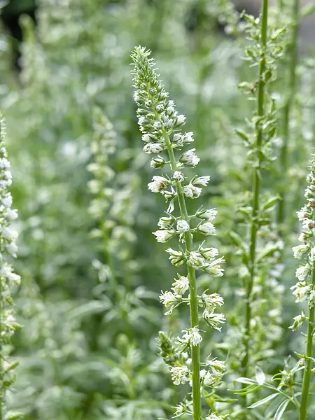 439377 - White mignonette (Reseda alba)