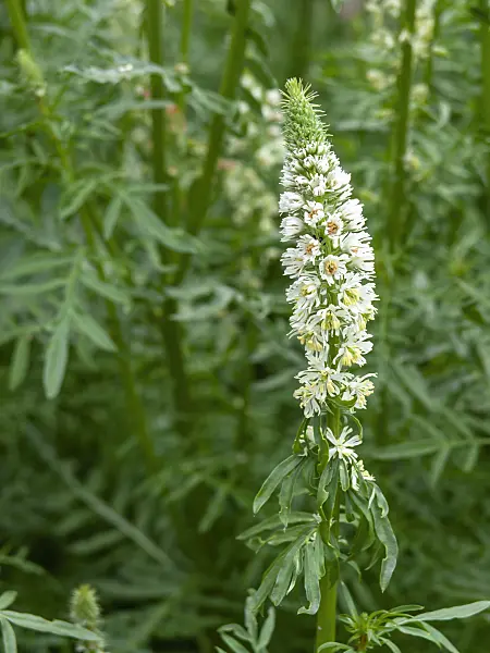 448085 - White mignonette (Reseda alba)