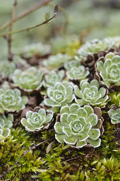 469002 - White mountain saxifrage (Saxifraga paniculata)