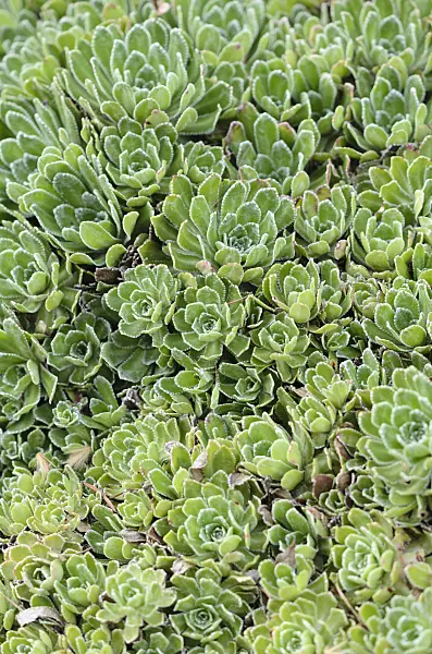 519066 - White mountain saxifrage (Saxifraga paniculata)