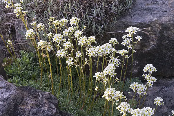 570049 - White mountain saxifrage (Saxifraga paniculata)