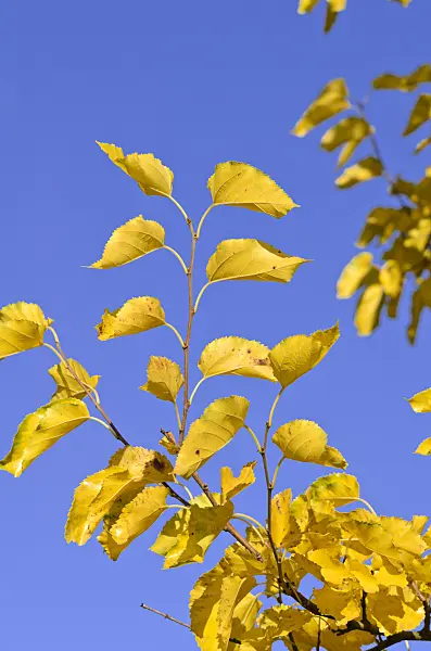 525363 - White mulberry (Morus alba)