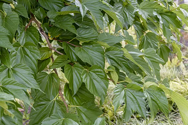 593147 - White mulberry (Morus alba 'Macrophylla')