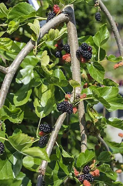 593148 - White mulberry (Morus alba 'Pendula')