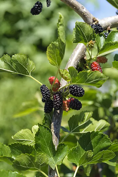 593149 - White mulberry (Morus alba 'Pendula')