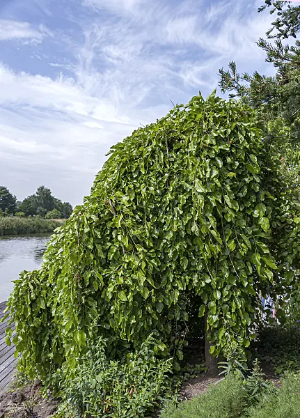 651400 - White mulberry (Morus alba 'Pendula')