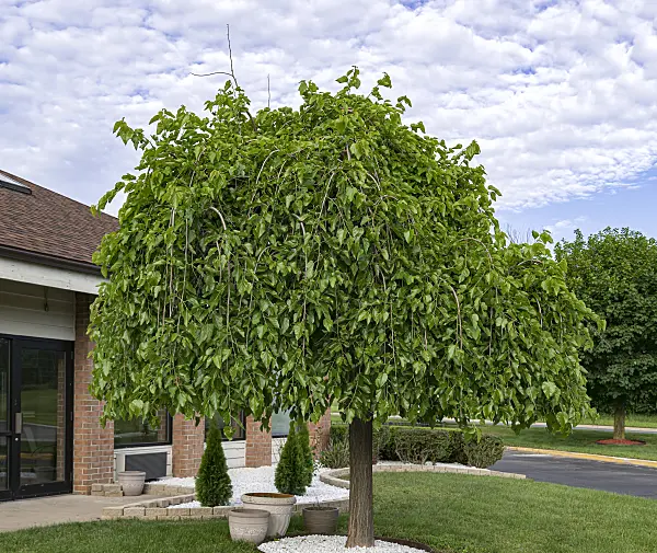 651401 - White mulberry (Morus alba 'Pendula')