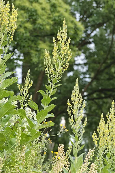 485081 - White mullein (Verbascum lychnitis)