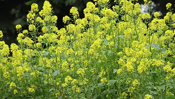 497150 - White mustard (Sinapis alba syn. Brassica alba)